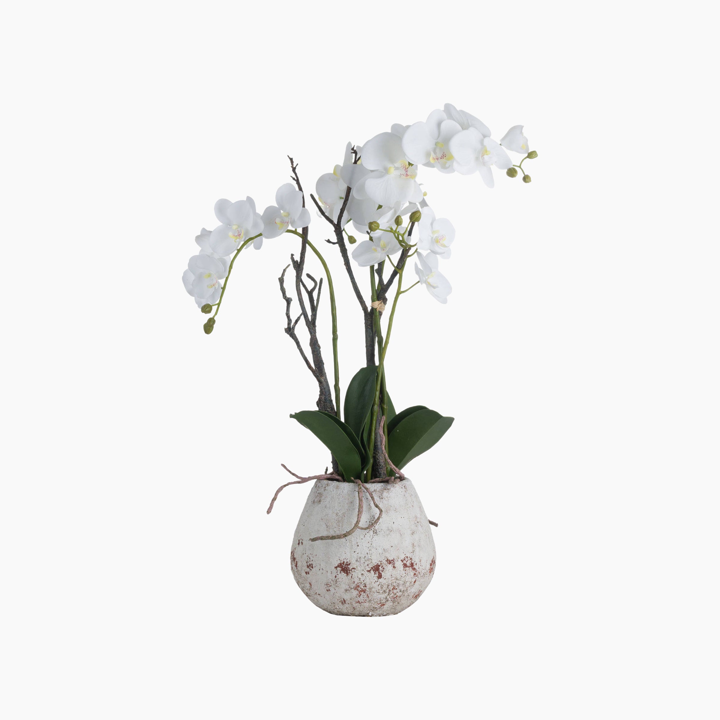 Front view of Montclare White Orchid Arrangement in weathered limestone-effect pot with sculptural white Phalaenopsis stems