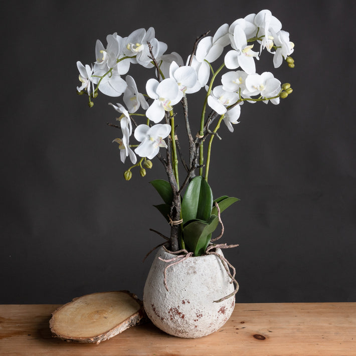 Montclare White Orchid Arrangement styled on console table with neutral backdrop and minimal shelf decor