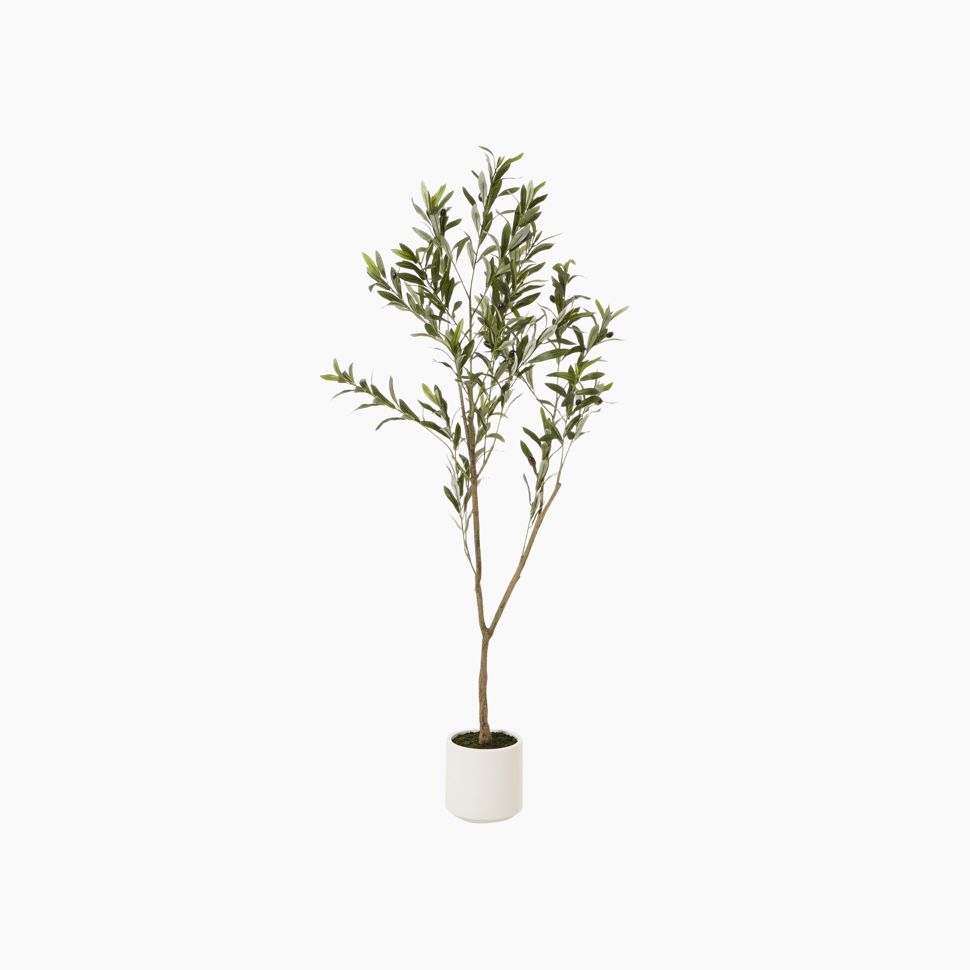 Front view of Windsor Faux Olive Tree Compact Sculptural with grey-green leaves and textured trunk in matte pot