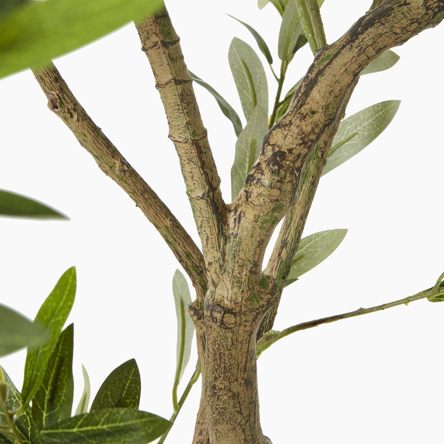 Close-up of grey-green olive leaves and branch detail showing naturalistic colour and texture