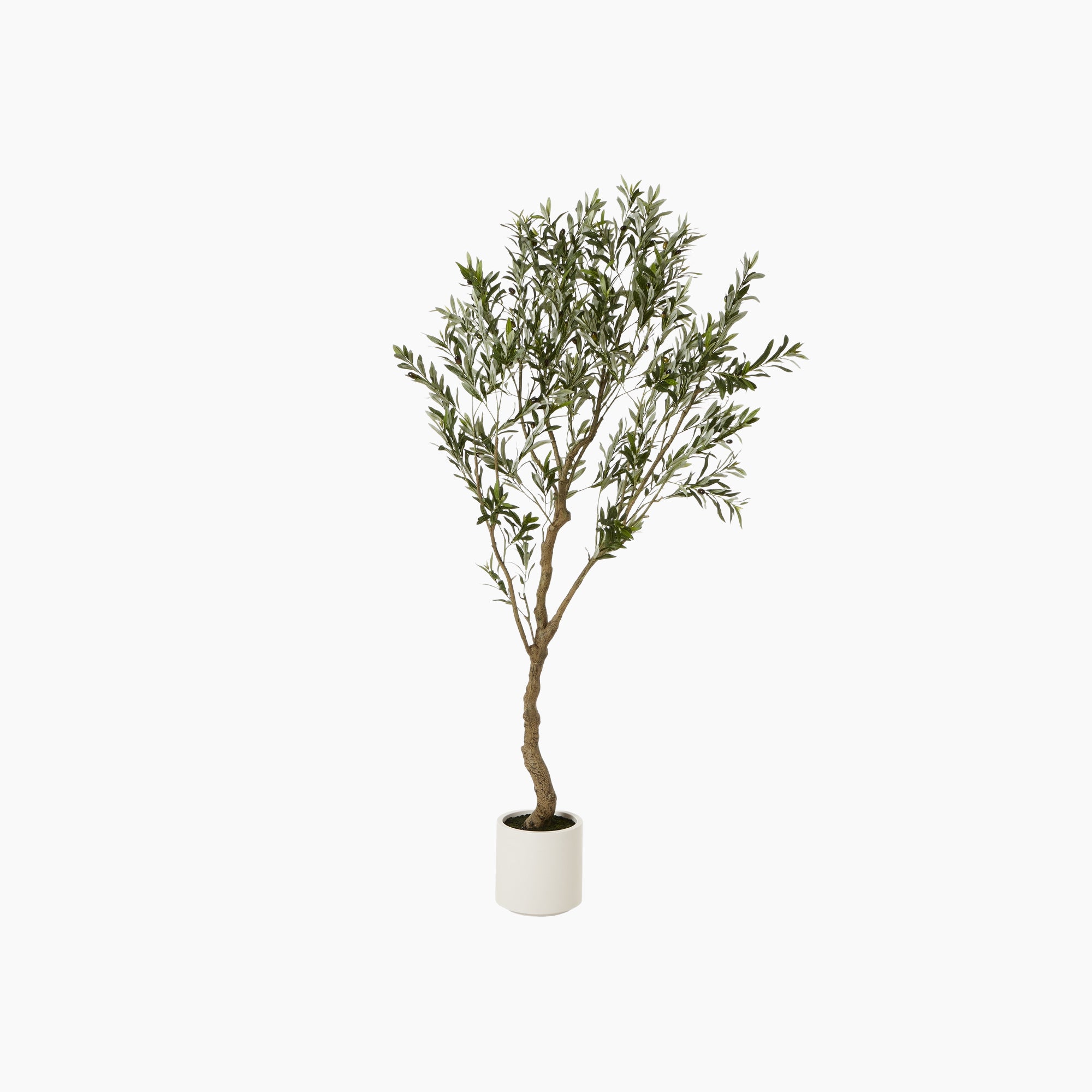Front view of Windsor Faux Olive Tree Grande showing full 210cm height with grey-green foliage and white pot