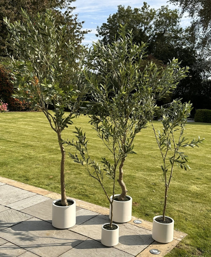  Windsor Faux Olive Tree styled outside on a patio, surrounded by trees and garden. next to its medium and larger olive trees