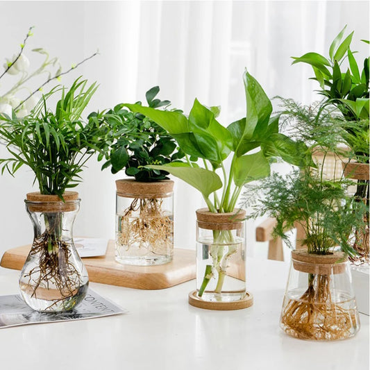 Hydroponic Aquatic Landscape Bottle
