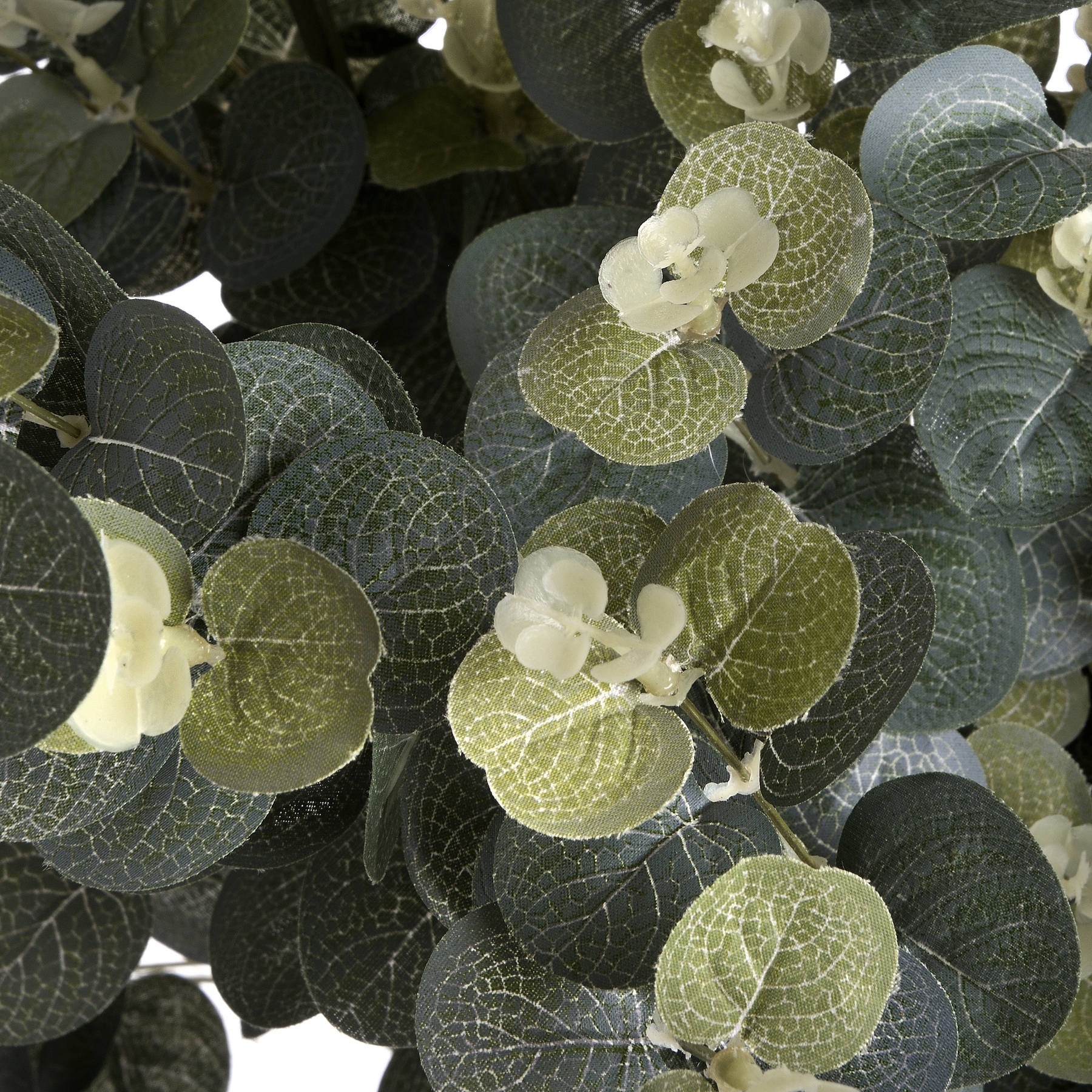 Detail view of eucalyptus stem showing branching and soft green colour gradient
