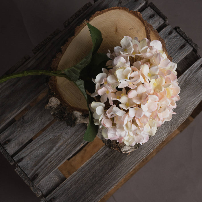 Top-down view of hydrangea stem cluster showing full floral head and leafy stems