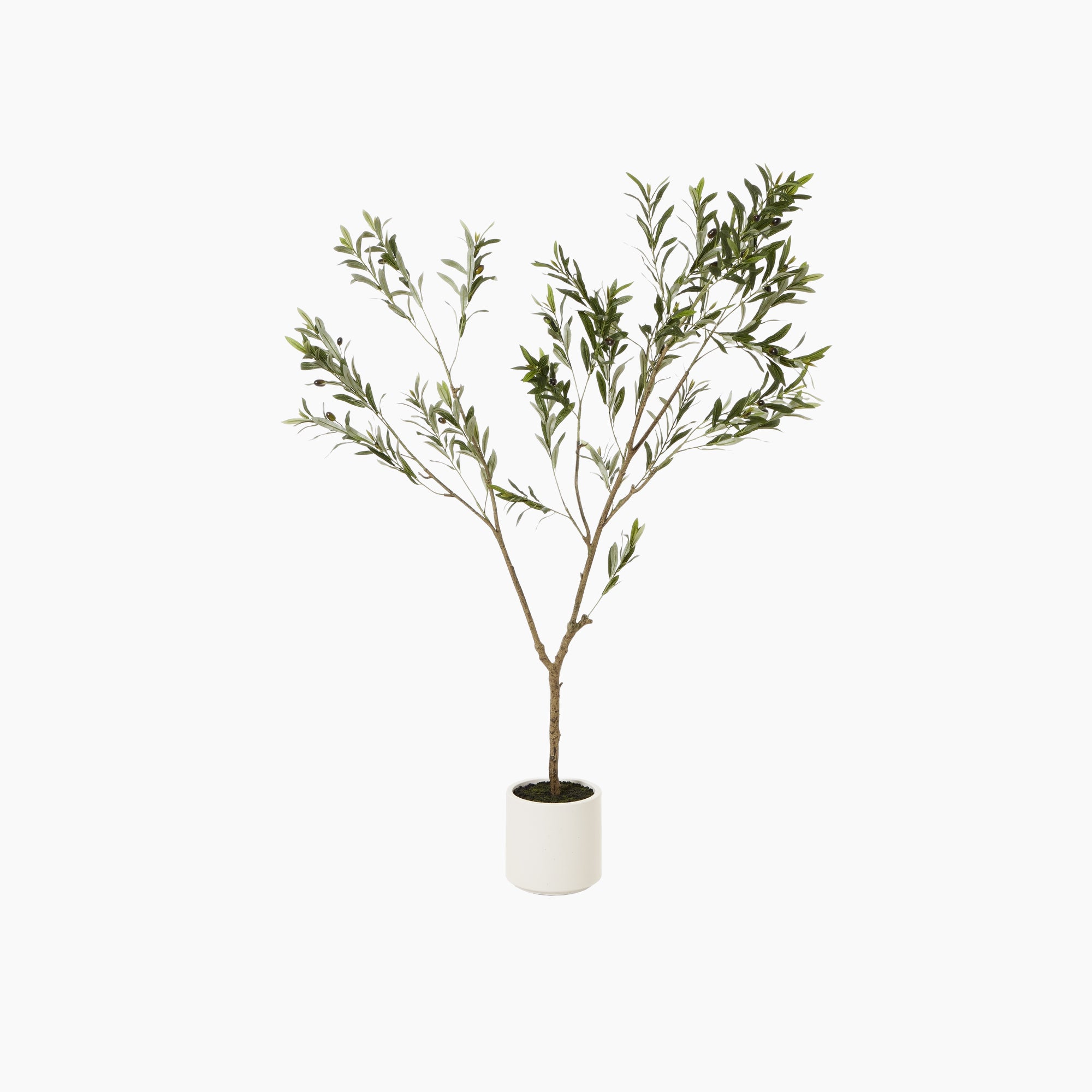 Front view of Windsor Faux Olive Tree Compact Sculptural with grey-green leaves and textured trunk in matte pot