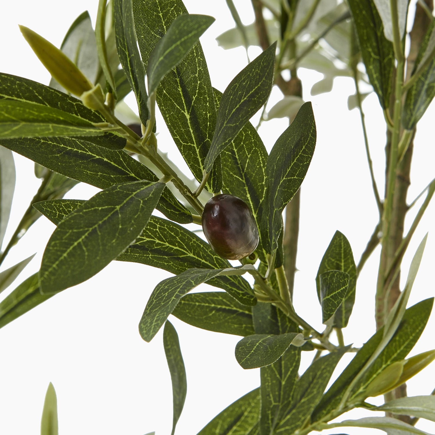 Close-up of grey-green olive leaves and branch detail showing naturalistic colour and texture